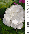 White hydrangea 140180155