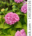 Vivid pink hydrangea 140180156