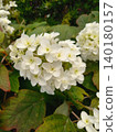 Kashiwaba hydrangea 140180157