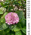 Pink hydrangea 140180158
