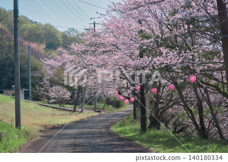 Cherry blossoms at Mansui Pond (Takase-cho, Mitoyo City, Kagawa Prefecture) Cherry blossoms at Mansui Pond (Takase-cho, Mitoyo City, Kagawa Prefecture) 140180334