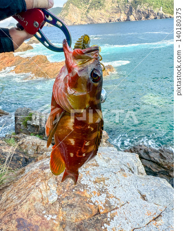 A red grouper caught on the rocky shore using a worm lure. 140180375