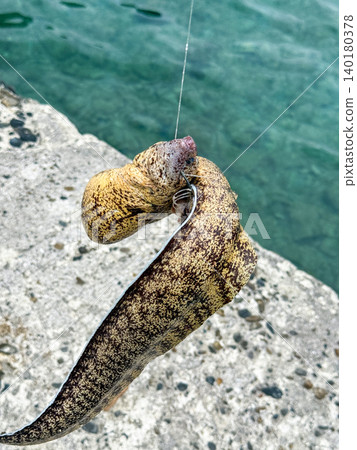 A moray eel caught at the breakwater. A moray eel caught at the breakwater. 140180378