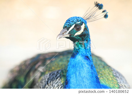 head of peacock 140180652