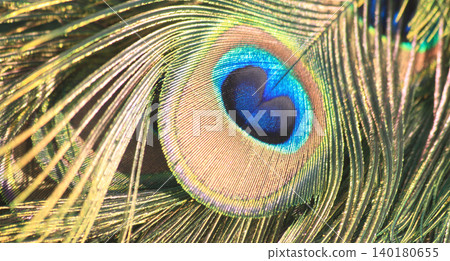 feather of peacock texture 140180655
