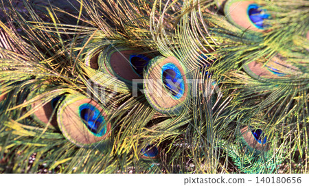feather of peacock texture 140180656