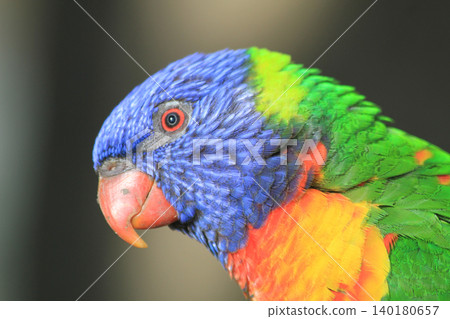 rainbow lorikeet, Trichoglossus moluccanus 140180657