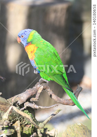 rainbow lorikeet, Trichoglossus moluccanus 140180658