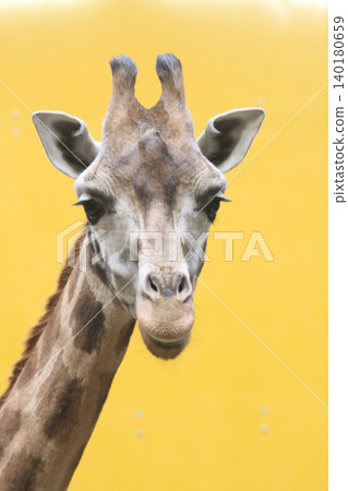 giraffe head isolated on the yellow 140180659