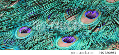 feather of peacock texture 140180663