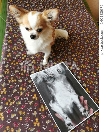 copy of small chihuahua 140180672