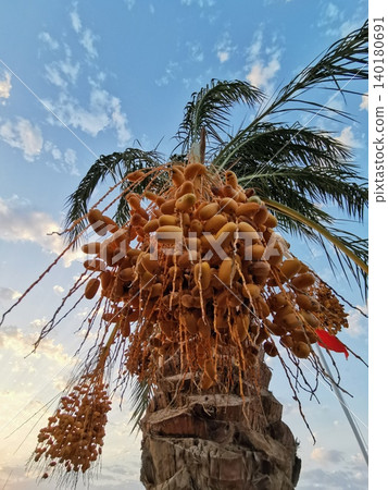 date fruits on the palm tree date fruits on the palm tree 140180691