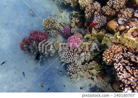 nice coral reef in the Egypt, Safaga nice coral reef in the Egypt, Safaga 140180707