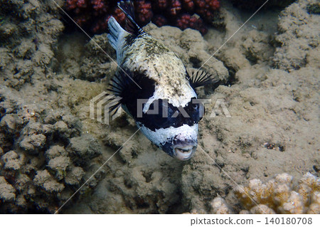 puffer fish from Egypt puffer fish from Egypt 140180708