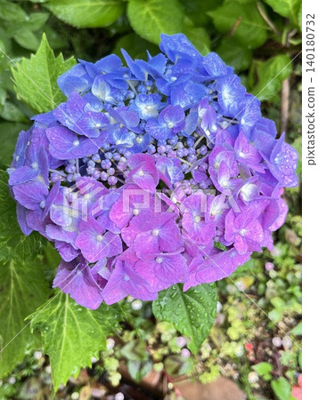 Hydrangea flowers with beautiful gradients after the rain Hydrangea flowers with beautiful gradients after the rain 140180732
