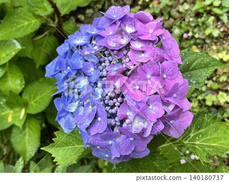 Hydrangea flowers with beautiful gradients after the rain Hydrangea flowers with beautiful gradients after the rain 140180737