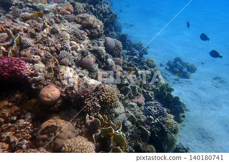 nice coral reef in the Egypt, Safaga nice coral reef in the Egypt, Safaga 140180741