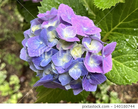 Hydrangea flowers with beautiful gradients after the rain Hydrangea flowers with beautiful gradients after the rain 140180744