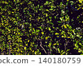 Planting, exterior design, hedges 140180759