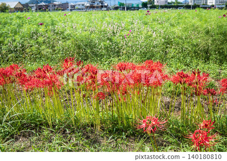 Red cluster amaryllis flowers 140180810