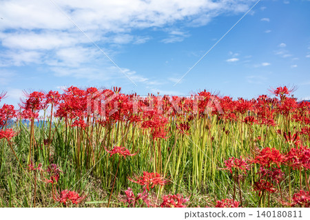 Red cluster amaryllis flowers 140180811