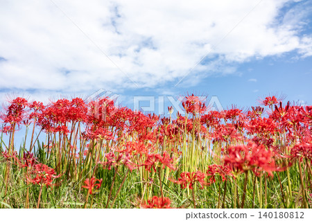 Red cluster amaryllis flowers 140180812