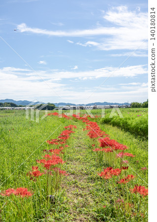 Red cluster amaryllis flowers Red cluster amaryllis flowers 140180814