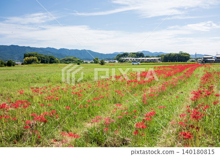 Red cluster amaryllis flowers 140180815