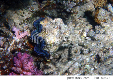 Giant Clam from the Red Sea Giant Clam from the Red Sea 140180872