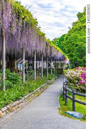 曼達拉吉公園景色,紫藤花盛開。 曼達拉吉公園景色,紫藤花盛開。 140180903
