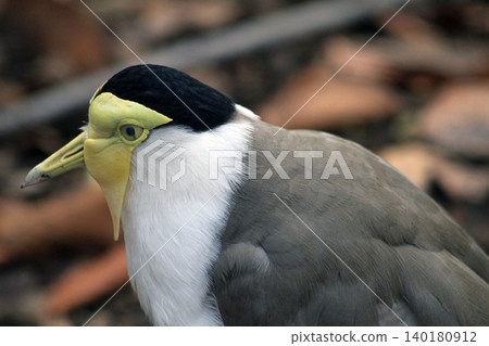 masked lapwing bird masked lapwing bird 140180912