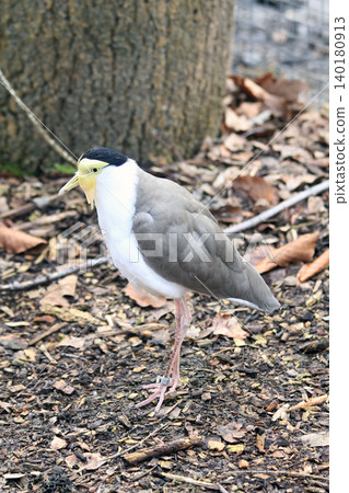 masked lapwing bird masked lapwing bird 140180913