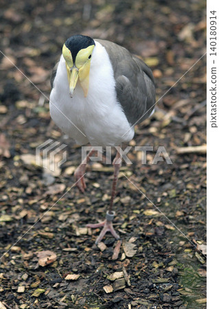 masked lapwing bird masked lapwing bird 140180914