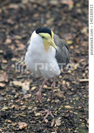 masked lapwing bird masked lapwing bird 140180915