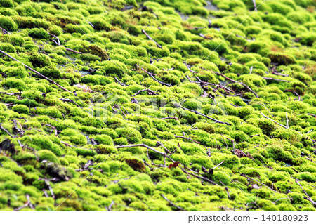 very nice green moss texture 140180923