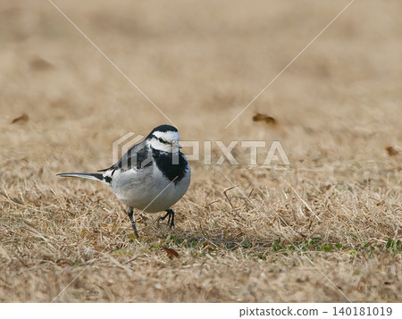 A white wagtail on the ground 140181019