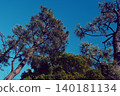 Pine trees and blue sky 140181134
