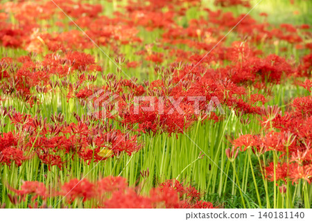 Spider lilies at Katsurahama Park, Lake Biwa Spider lilies at Katsurahama Park, Lake Biwa 140181140