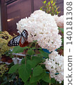 White flowers and butterflies 140181308