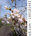 Scenery with cherry blossoms 140181443