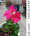 Pink flowers 140181444