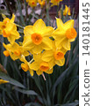 Yellow daffodils 140181445