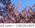 Kawazu cherry tree 140181469