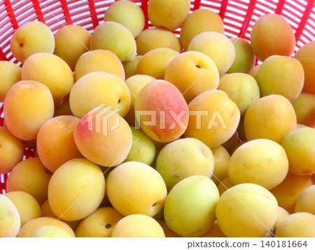 Plum fruit Plum fruit 140181664