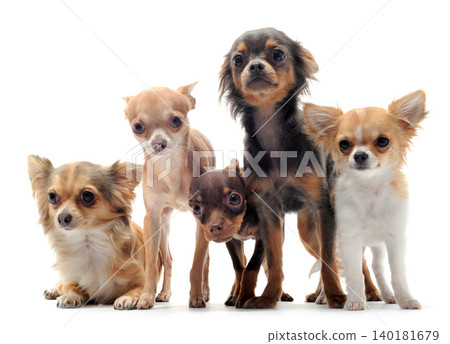 chihuahuas in studio chihuahuas in studio 140181679
