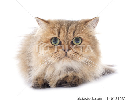 persian cat 140181681