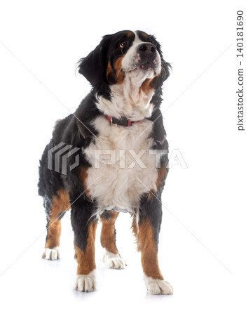 bernese mountain dog 140181690