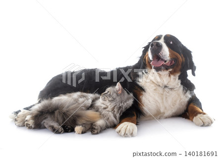 maine coon cat and bernese mountain dog 140181691
