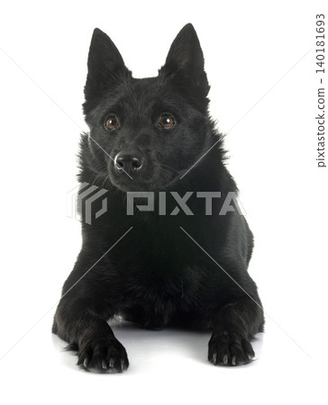 young Schipperke in studio young Schipperke in studio 140181693