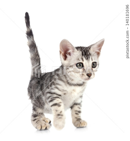 bengal kitten in studio 140181696